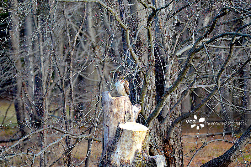 宽翅鹰图片素材