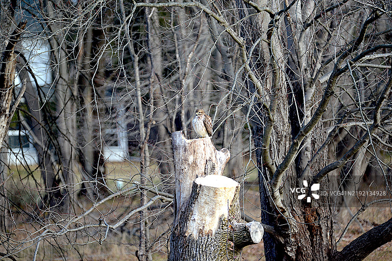 宽翅鹰图片素材