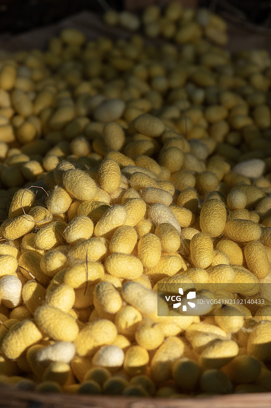 丝绸黄色茧纹理背景特写图片素材