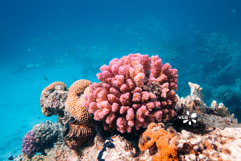 埃及红海马萨阿拉姆的水下珊瑚礁和海洋生物图片素材