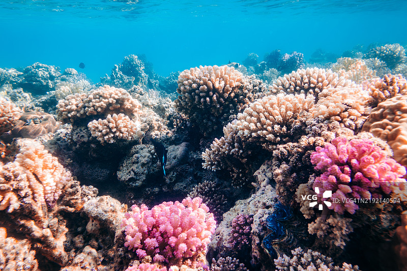埃及红海马萨阿拉姆的水下珊瑚礁和海洋生物图片素材