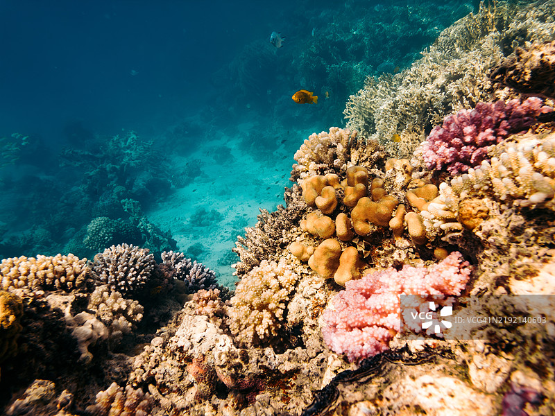 埃及红海马萨阿拉姆的水下珊瑚礁和海洋生物图片素材