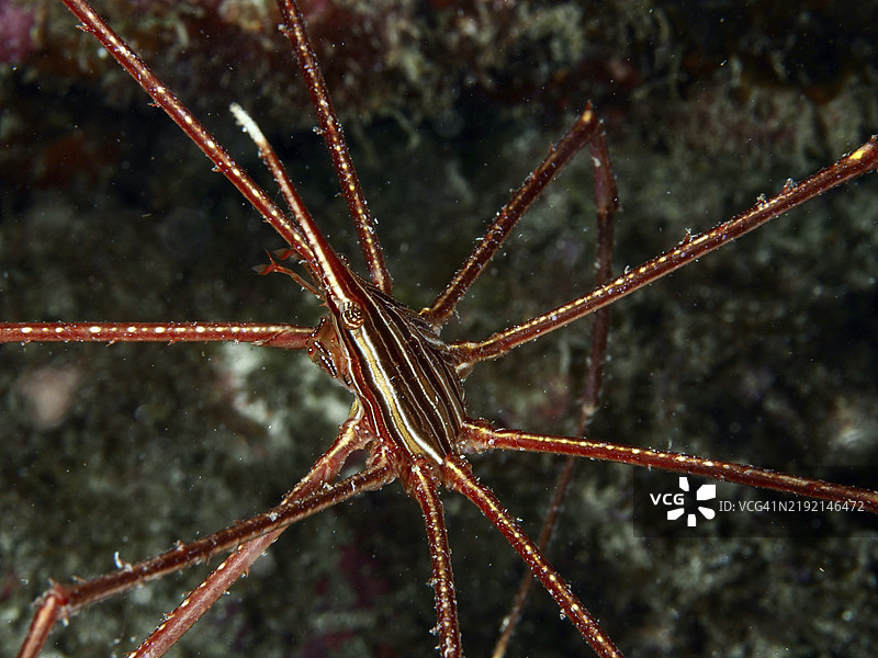 长腿蜘蛛蟹,东大西洋箭蟹(Stenorhynchus lanceolatus),在岩石上移动,潜水地点马拉维拉,拉斯加列塔斯,特内里费,西班牙,加那利群岛,欧洲图片素材