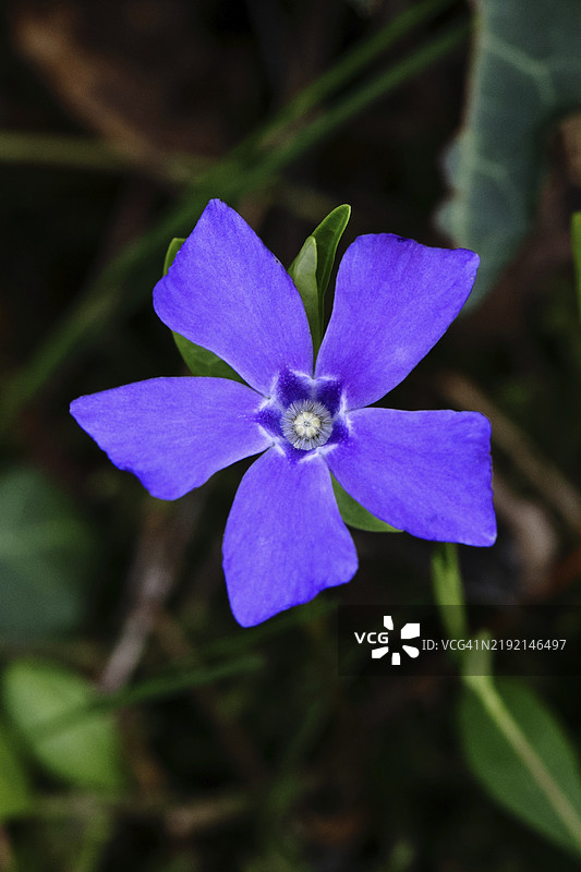 大叶长春花（Vinca major），花园中的蓝色花朵，德国北莱茵-威斯特法伦州威尔斯多夫，欧洲图片素材