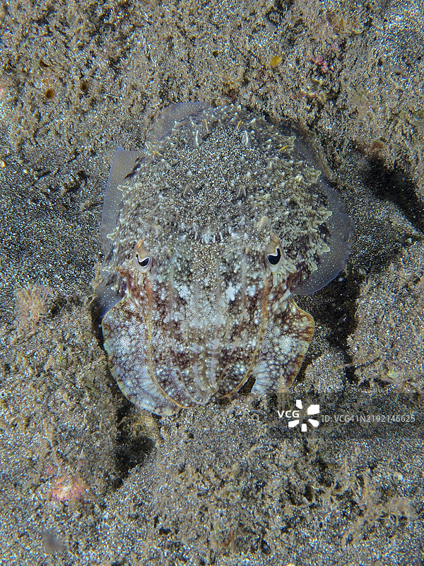 一只小墨鱼（常见墨鱼，学名：Sepia officinalis）藏在沙质海床上，地点：洛斯克里斯蒂亚诺斯，特内里费，西班牙，加那利群岛，欧洲。图片素材