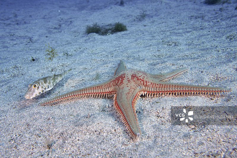 沙底上的橙色星星海星（Astropecten aranciacus），旁边是一只小型珍珠河豚（Sphoeroides spengleri），潜水地点：布法德罗，帕尔马尔，特内里费，西班牙，加那利群岛，欧洲图片素材