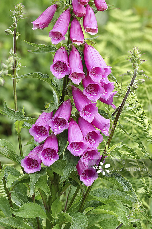 常见的毛地黄（Digitalis purpurea），花朵特写，属于车前科，高度毒性，致命的有毒植物，威尔斯多夫，北莱茵-威斯特法伦，德国，欧洲图片素材