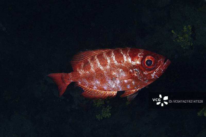 红色鱼类,显眼的花纹,大眼鲷玻璃眼(Heteropriacanthus cruentatus),在黑暗水域,潜水地点:洛斯·香菇,拉斯·加列塔斯,特内里费岛,加那利群岛,西班牙,欧洲图片素材