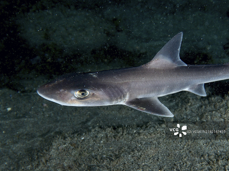 夜间在海床上方平静游动的普通光滑鲨（Mustelus mustelus）特写，地点：西班牙加那利群岛特内里费岛洛斯克里斯蒂亚诺斯的潜水点。图片素材