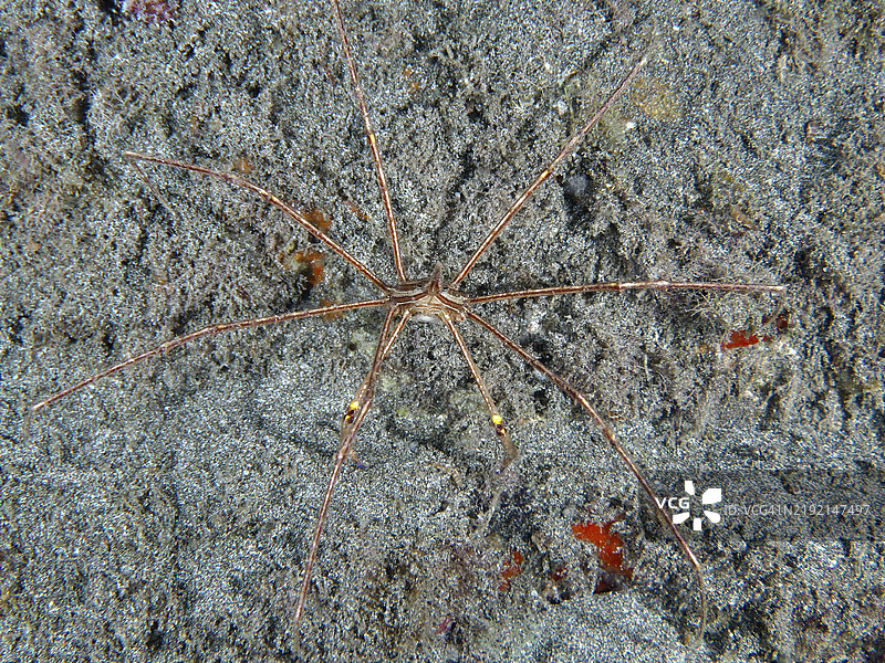 东大西洋箭蟹（Stenorhynchus lanceolatus）在沙质海床上展开，位于西班牙加那利群岛特内里费岛洛斯克里斯蒂亚诺斯的潜水地点。图片素材