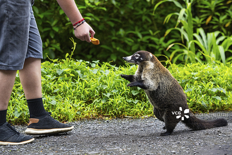 喂食的科艾蒂（Nasua narica），哺乳动物（Mammalia），阿拉胡埃拉，哥斯达黎加，中美洲图片素材