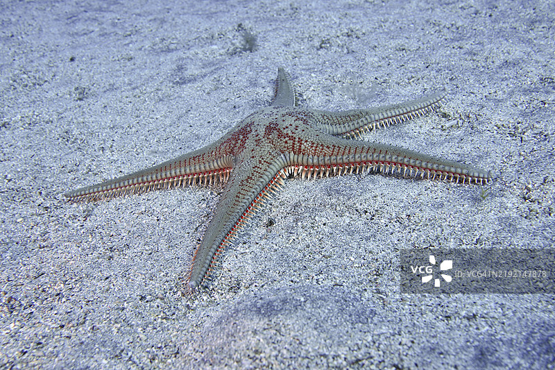 沙底下的橙色星星海星(Astropecten aranciacus),潜水地点:布法德罗,帕尔马尔,特内里费,西班牙,加那利群岛,欧洲图片素材