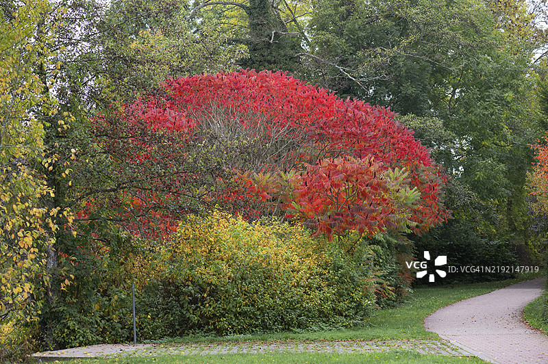 秋季色彩的醋栗树(Rhus typhina),德国巴伐利亚州丁克尔斯比尔图片素材