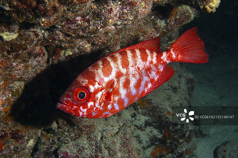 红大眼玻璃鱼（Heteropriacanthus cruentatus）在岩石礁上，显眼的花纹，潜水地点：洛斯·香菇，拉斯·加列塔斯，特内里费，西班牙，加那利群岛，欧洲图片素材