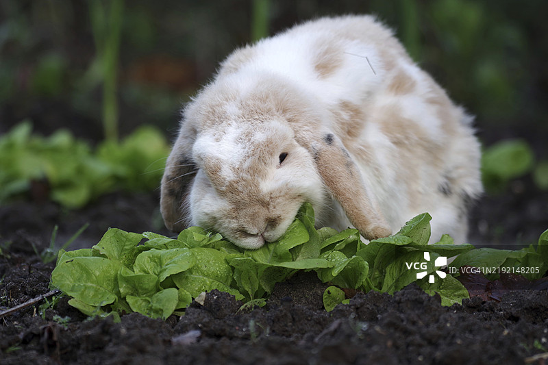 家兔(Oryctolagus cuniculus forma domestica),公兔,生菜,进食,这只垂耳兔正在享受在花园里种植的冬季生菜。图片素材
