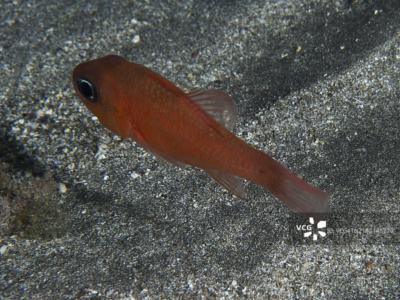 一条红色鲻鱼(Apogon imberbis)在海底沙地附近游动,潜水地点为西班牙加那利群岛特内里费岛洛斯克里斯蒂亚诺斯的海滩。图片素材