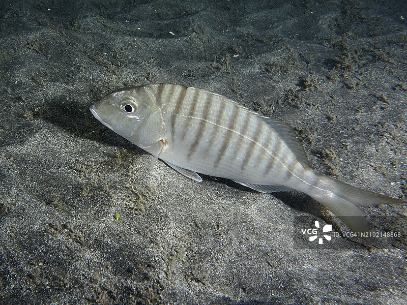 大理石鲷（Lithognathus mormyrus）栖息在特内里费岛洛斯克里斯蒂亚诺斯的潜水地点海水中的沙地上，位于西班牙加那利群岛，欧洲。图片素材