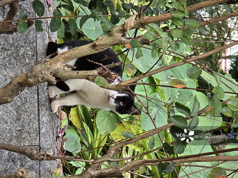 坐在树上的猫的肖像，中国图片素材