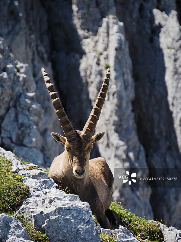 岩石上的鹿特写图片素材