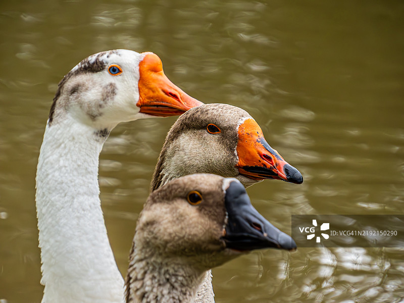 湖中游泳的鸭子特写图片素材