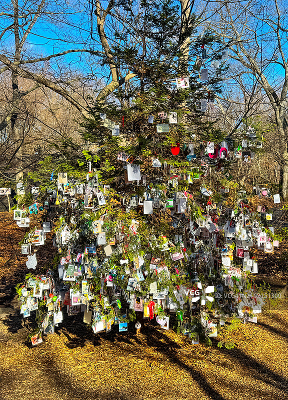 中央公园的圣诞树上挂着纪念宠物照片的装饰品图片素材