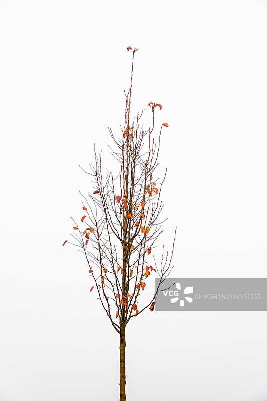 秋天小树的叶子和树枝图片素材