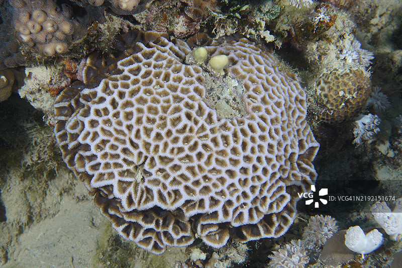 红海埃及阿非利卡的Mangrove Bay潜水点House Reef上的大型平坦多孔石珊瑚（Pseudosiderastrea tayamai）的复杂图案图片素材