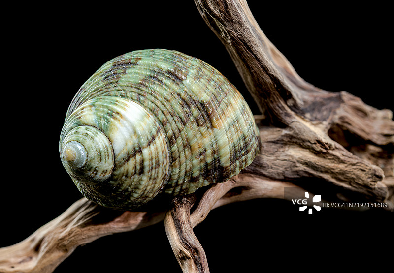 乌克兰敖德萨的角螺在漂流木上图片素材