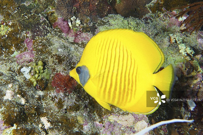 明亮的黄色面具蝶鱼(Chaetodon semilarvatus)在海洋中游动,穿梭于珊瑚之间,潜水地点为大兄弟岛,兄弟岛,埃及,红海,非洲图片素材