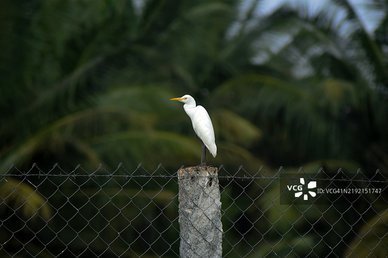 印度栖息在围栏上的白鹭特写图片素材
