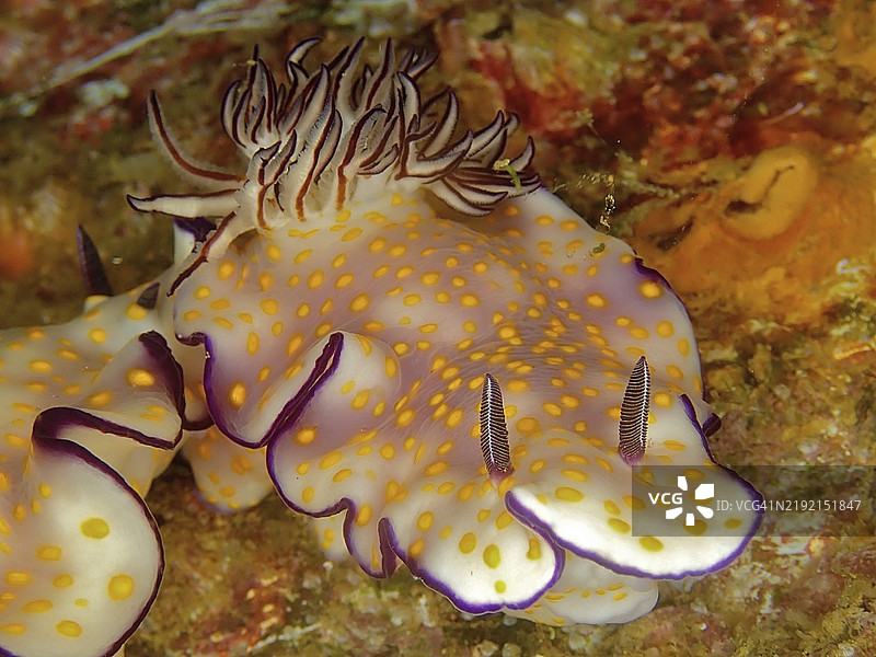 美丽的黄紫色花纹海蛞蝓在海底爬行，潜水地点美人鱼湾，卡塔布，阿曼，亚洲图片素材