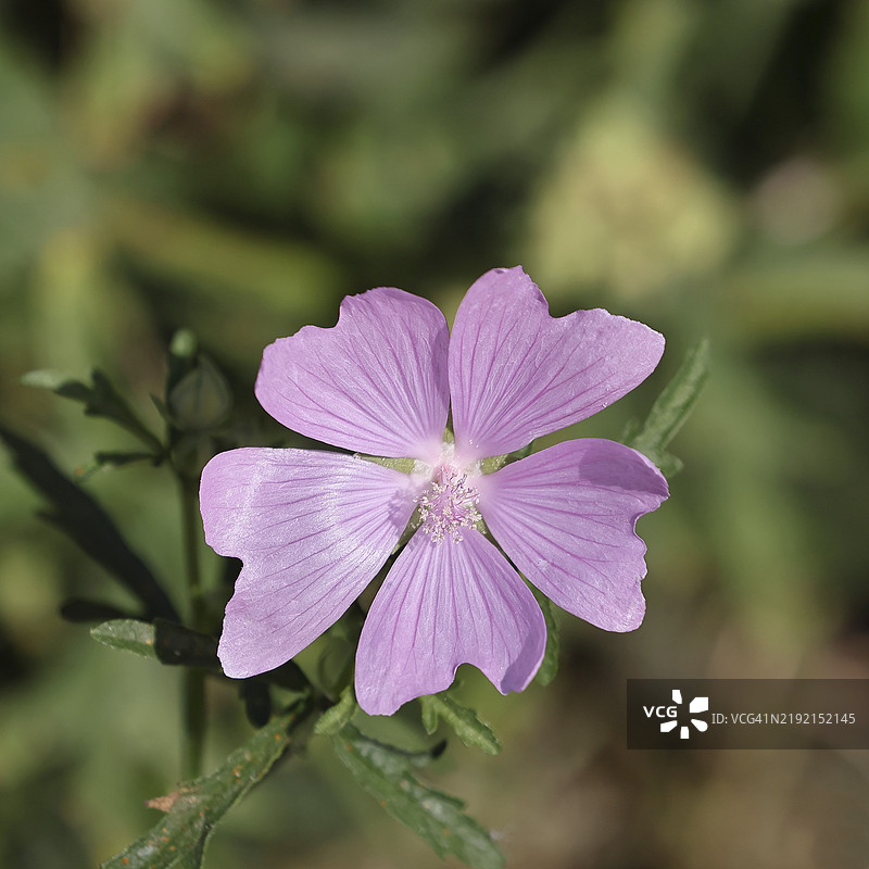 香草锦葵(Malva moschata),草地上的花,药用植物,芳香植物,药用用途,威尔斯多夫,北莱茵-威斯特法伦,德国,欧洲图片素材