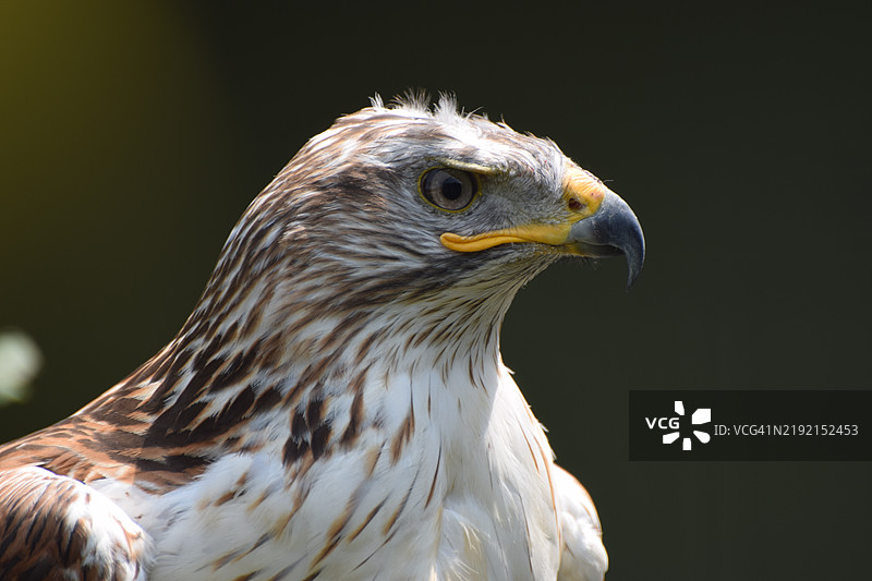 金雕特写图片素材