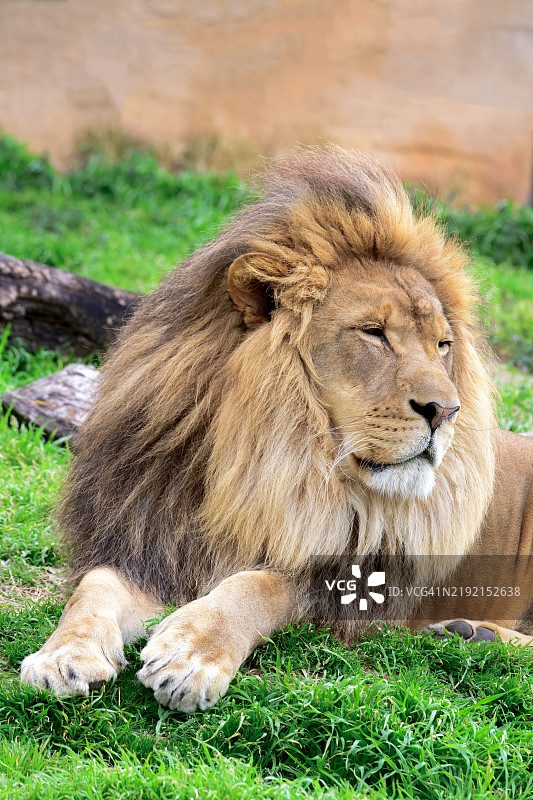 狮子的肖像，美国，USA图片素材