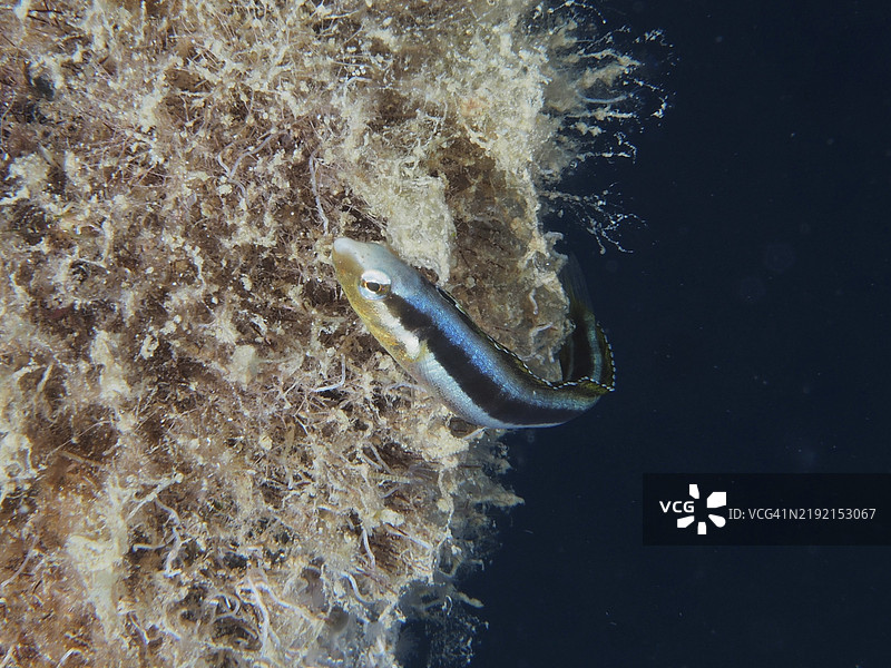 一条蓝色的鱼，杜氏剑齿鳗（Aspidontus dussumieri）雌性在覆盖藻类的水下结构附近游泳，潜水地点：房礁，红海，埃及，非洲。图片素材