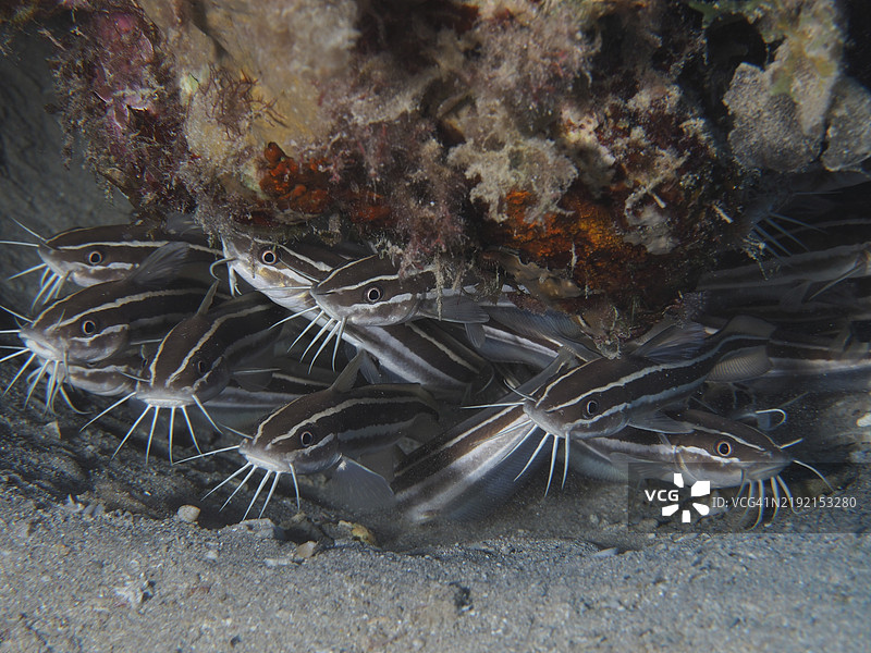 一群带有长须的条纹珊瑚鲶鱼（Plotosus lineatus）在水下栖息地，潜水地点为埃及红海的Mangrove Bay House Reef。图片素材
