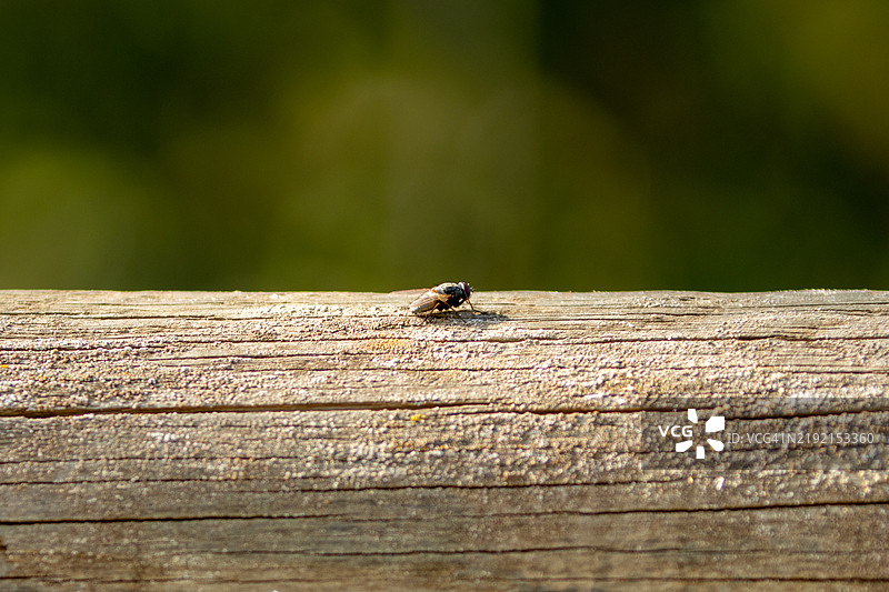 阳光下的木头上的昆虫图片素材