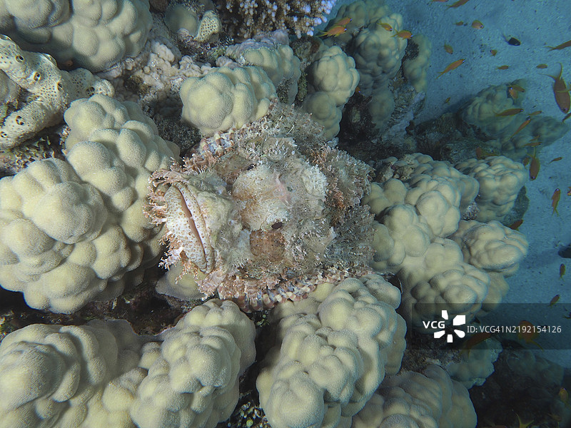 边缘蝎子鱼（Scorpaenopsis oxycephala）在红海埃及曼戈湾的潜水地点房屋礁的珊瑚景观中完美伪装。图片素材