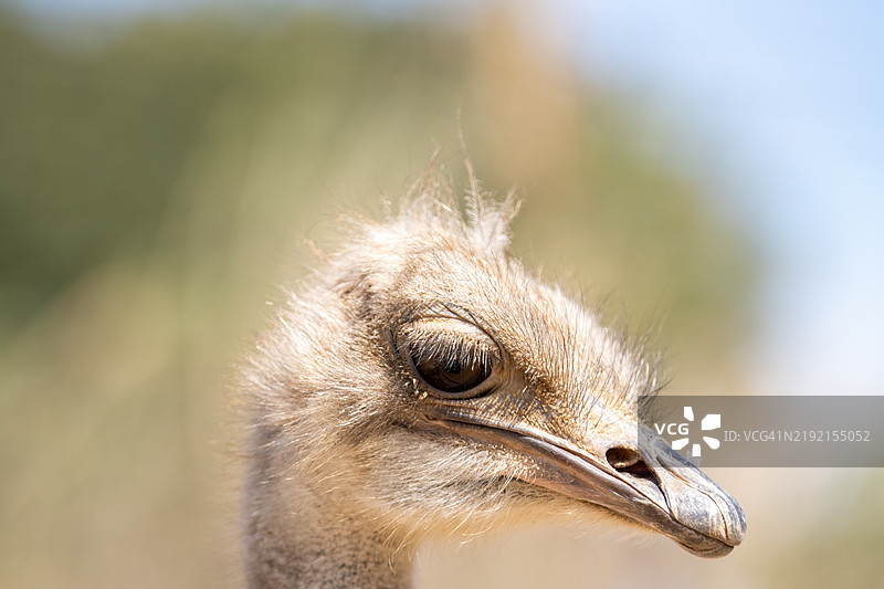 好奇的鸵鸟正面肖像图片素材