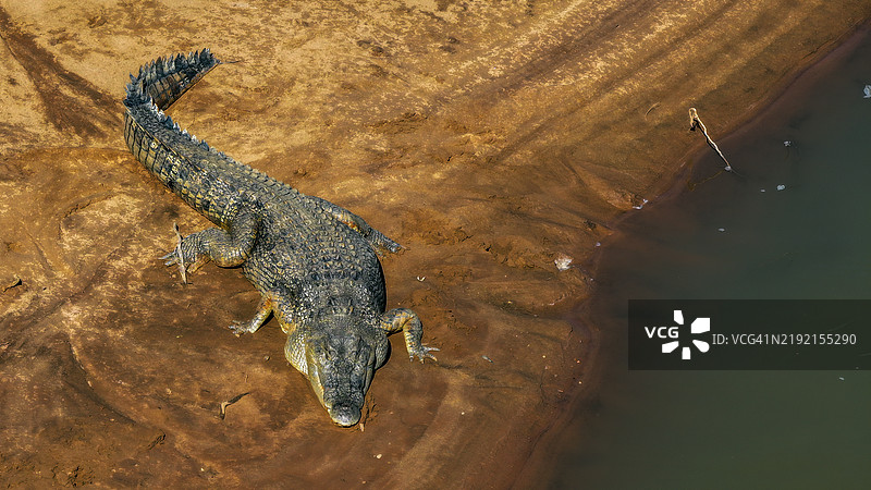 无人机拍摄的野生咸水鳄鱼在菲茨罗伊河上休息图片素材