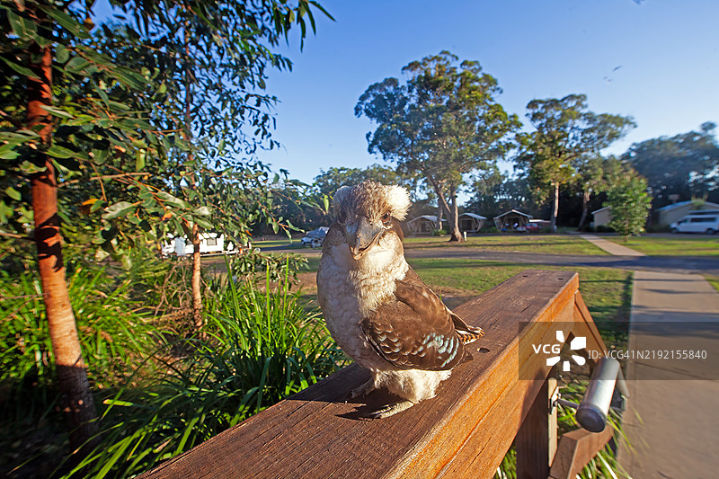 一只欢笑的库卡巴拉栖息在澳大利亚露营区的木栅栏上图片素材