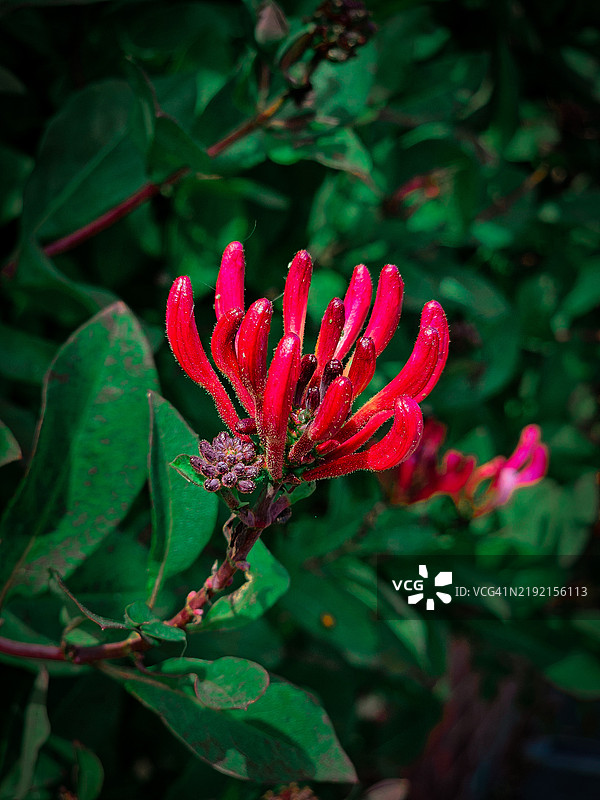 红色花朵的特写镜头图片素材