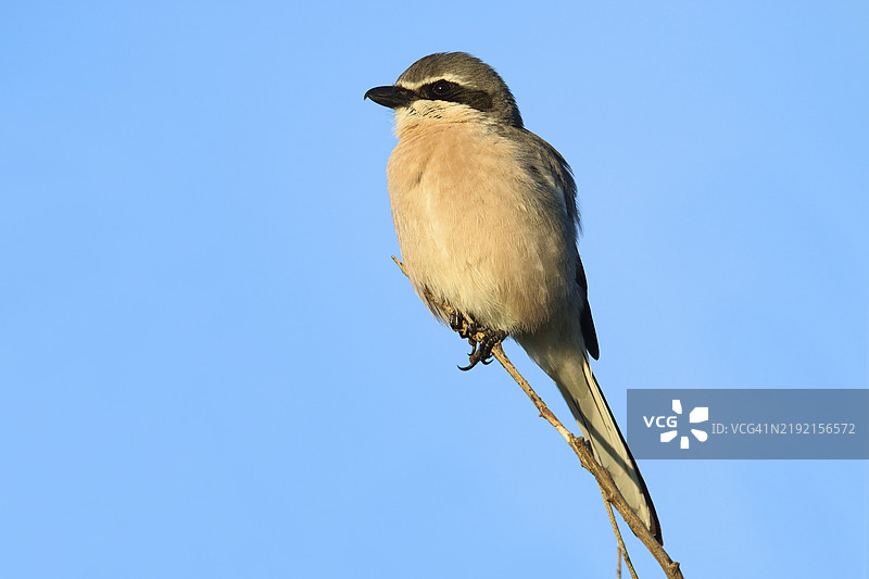 大灰喜鹊，Lanius excubitor图片素材
