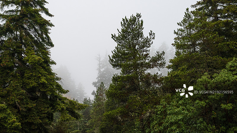 森林中的树木与天空相映成趣图片素材