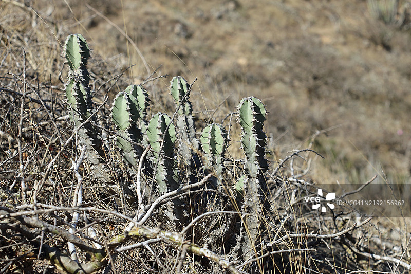 阿曼萨拉拉的乳突仙人掌，亚洲图片素材