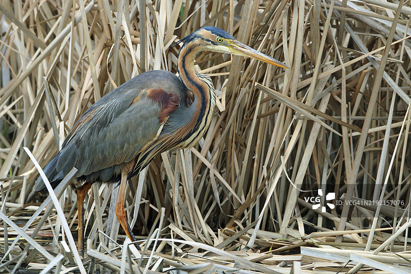 紫鹭，阿尔迪亚·普尔普雷亚图片素材