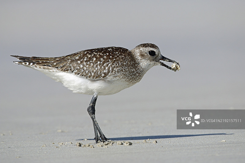 小环颈鸻，Pluvialis squatarola图片素材