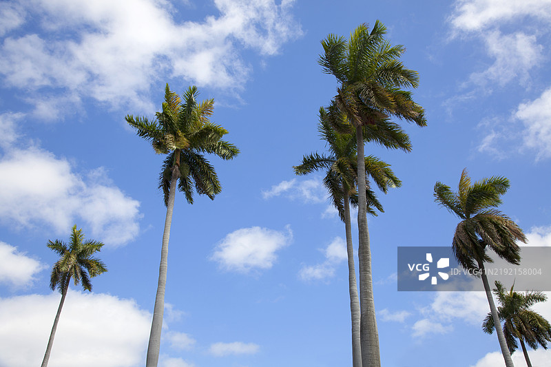 风中的棕榈树图片素材