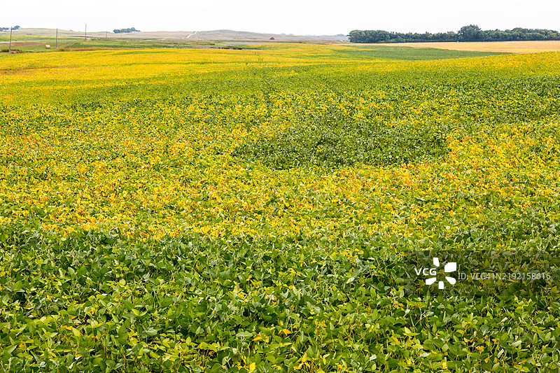 油菜作物图片素材