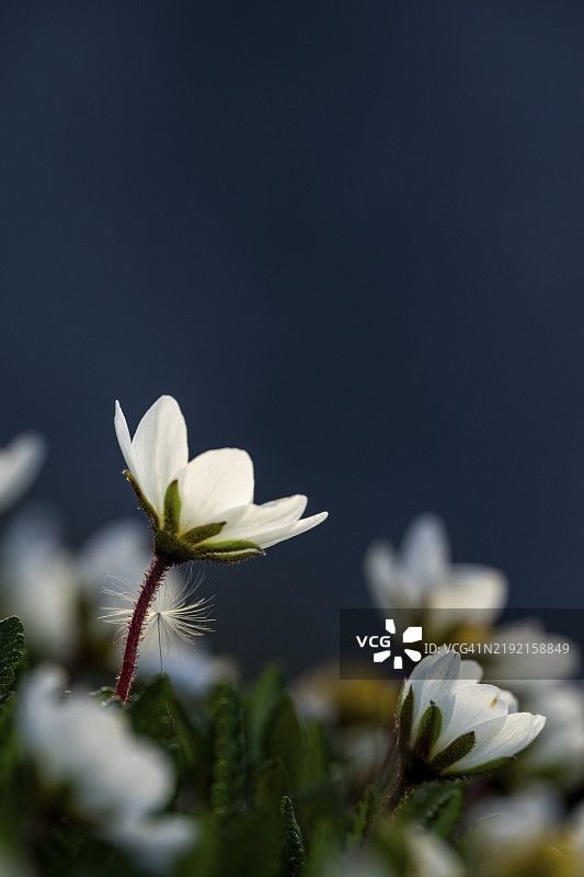 白色干燥花（八瓣干燥花）在黑色背景下，莱赫，莱赫泉山脉，福拉尔贝格，奥地利，欧洲图片素材